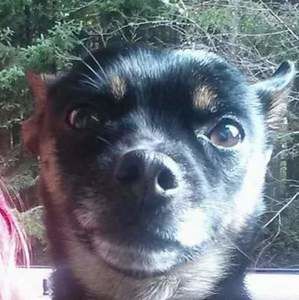 Meet your Posher, Elvis